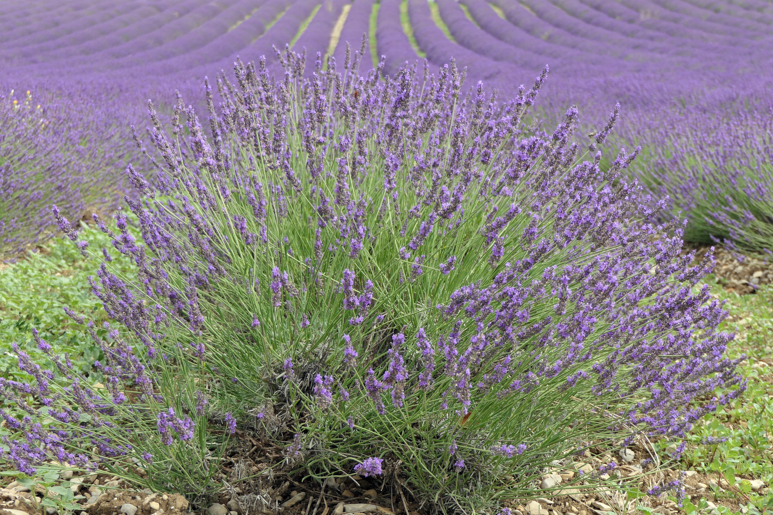 L'olio essenziale di Lavandin, un rimedio naturale contro i dolori muscolari e articolari