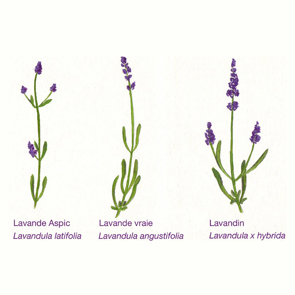 Conosci la differenza tra Lavanda e Lavandin?