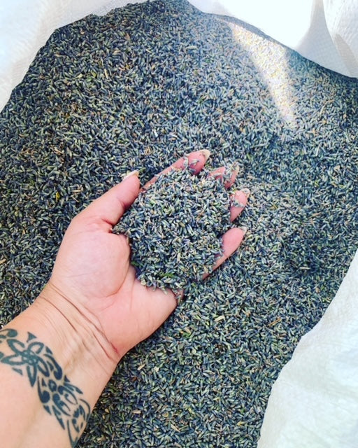 Fiori essiccati di Lavanda Ibrida (Lavandin)